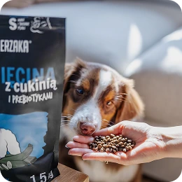 Pies próbujący karmy suchej Paka Zwierzaka z jagnięciną i cukinią