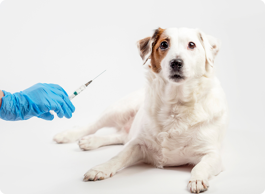 Kalendarz szczepień szczeniaka – kiedy i jakie szczepienia wykonać?