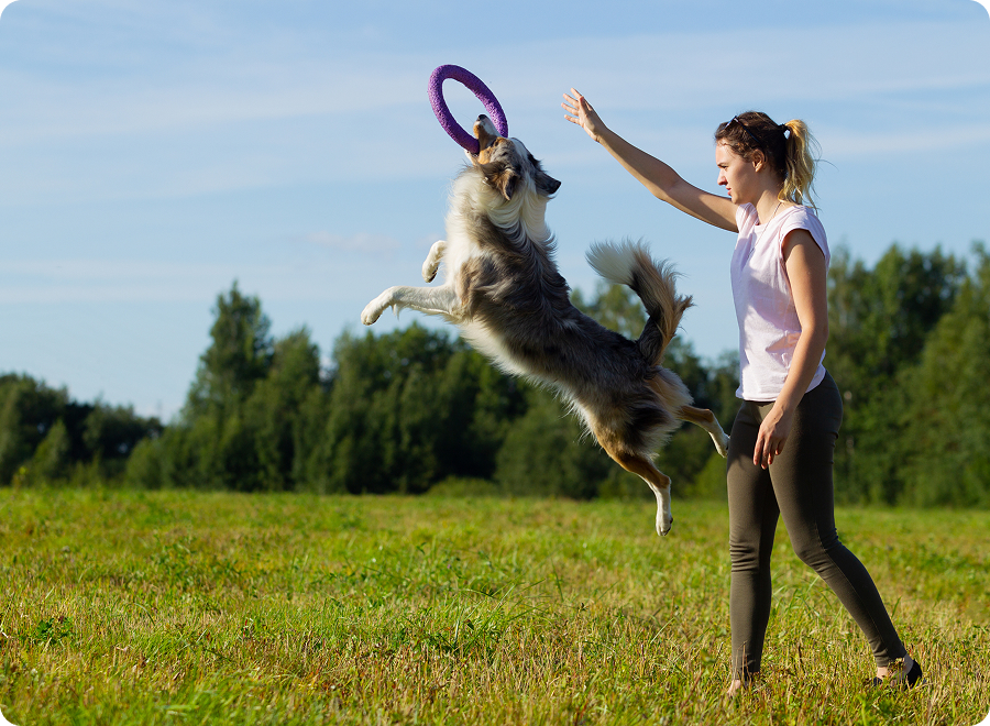 Od czego zacząć szkolenie psa?