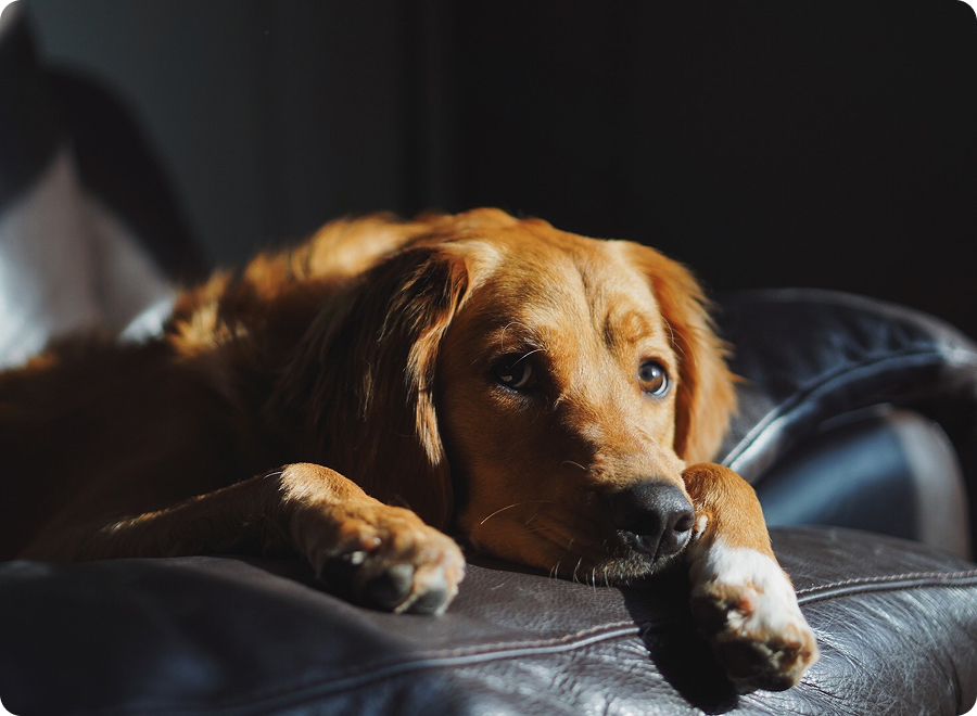 Przeziębienie u psa – jakie są objawy i jak pomóc pupilowi?