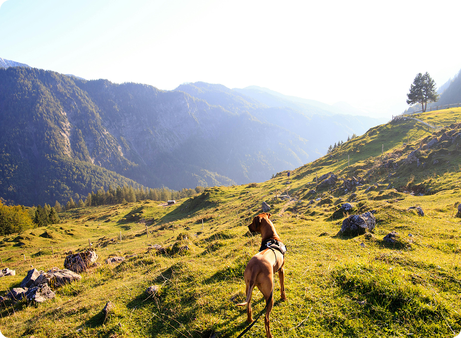 Dog niemiecki – jaka to rasa i jak o nią dbać?