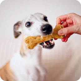 Pies chwytający duży naturalny gryzak trzymany przez ludzką rękę