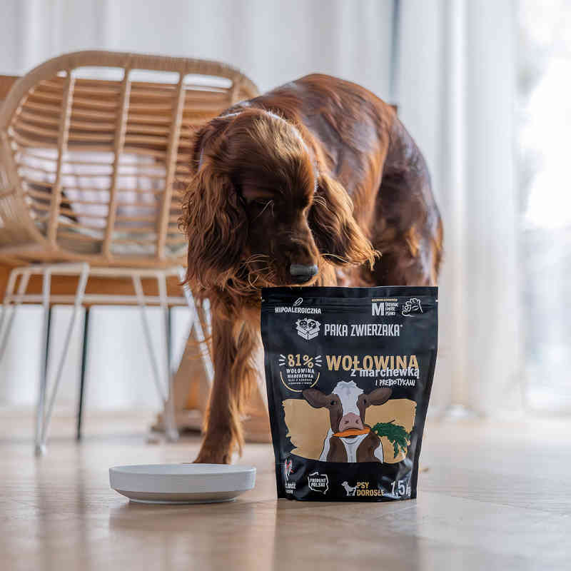 Pies w mieszkaniu wącha próbkę karmy Paka Zwierzaka Wołowina z marchewką w rozmiarze M, naturalną i odpowiednią dla psów dorosłych.
