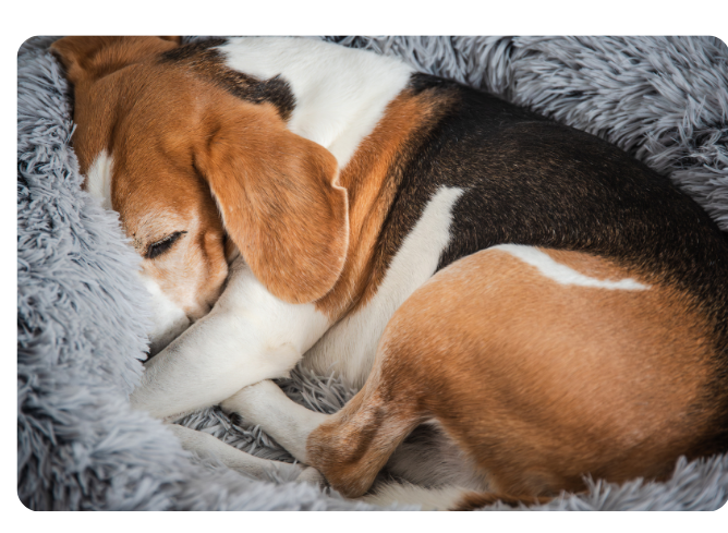 karma sucha i mokra Projekt bez nazwy 11 edited