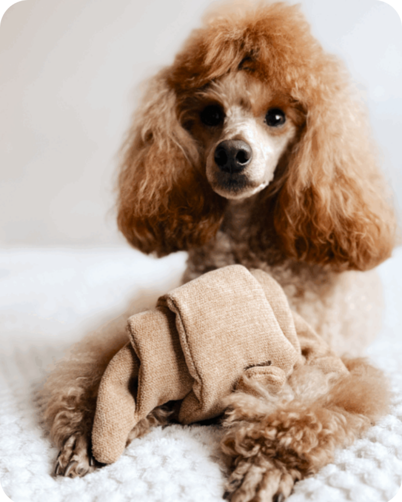 karma sucha i mokra Projekt bez nazwy 18