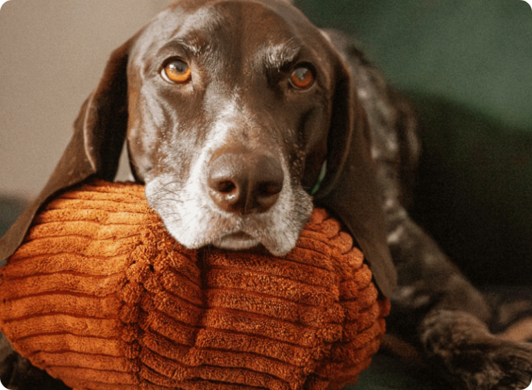 Jak powiedzieć psu „kocham”? Zabawka węchowa i dobrze dobrane przysmaki