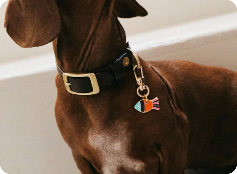 Adresówka Happy Pets Club – sposób na bezpieczny powrót do domu