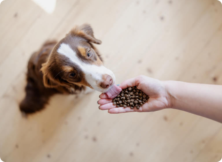 karma sucha i mokra karma bezzbozowa dla psa 3.jpg