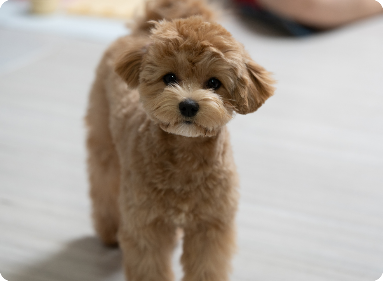 karma sucha i mokra sucha karma dla szczeniaka 7.jpg