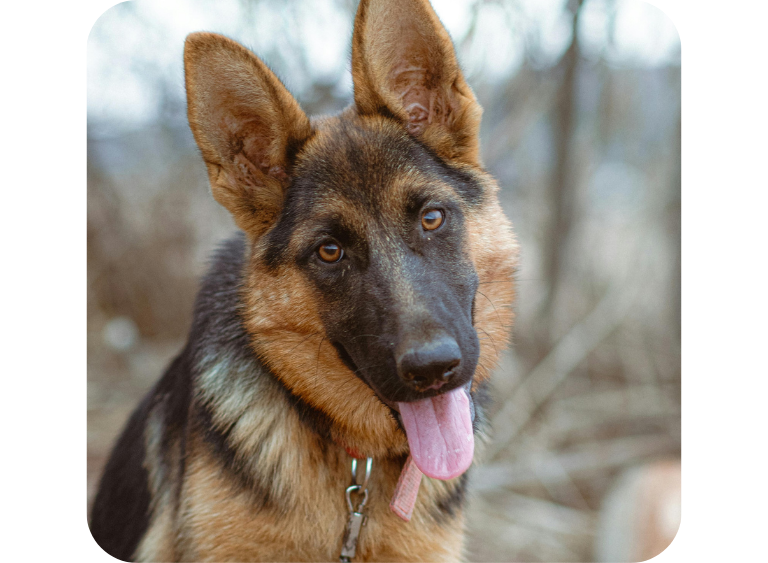 karma sucha i mokra hipoalergiczne karmy dla psow 456.jpg