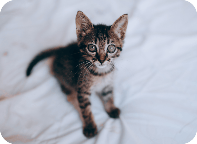 Karma dla kociaka – czym różni się od karmy dla dorosłego kota?