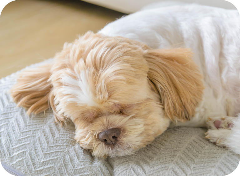 karma sucha i mokra karma dla psow jpg