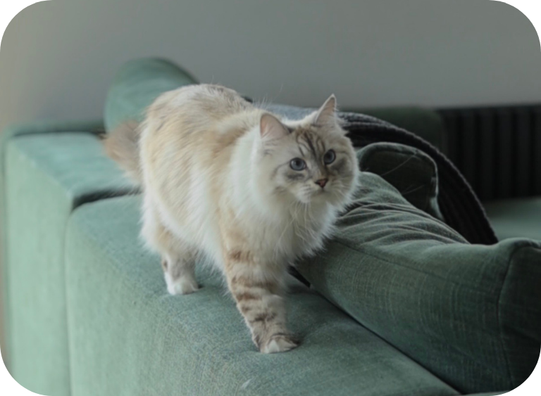 karma sucha i mokra karma mokra dla kota jpg