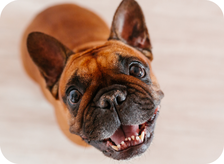 karma sucha i mokra karma mokra dla psa 098.jpg