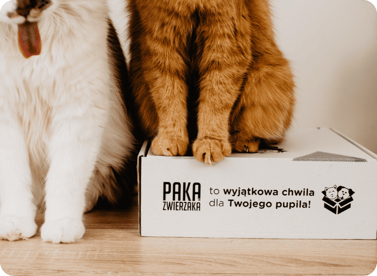 karma sucha i mokra karma sucha dla kota 2.jpg