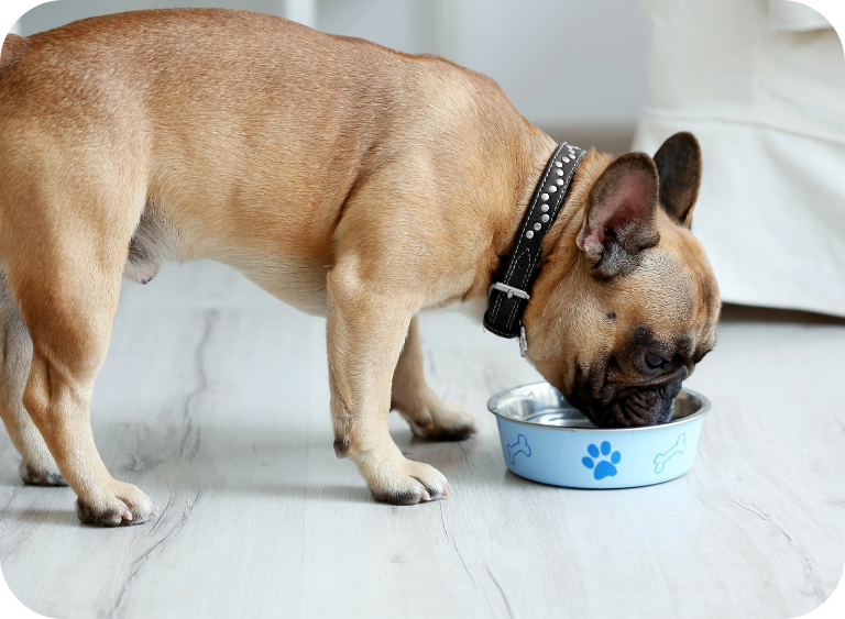 karma sucha i mokra karmy dla psow 726t5