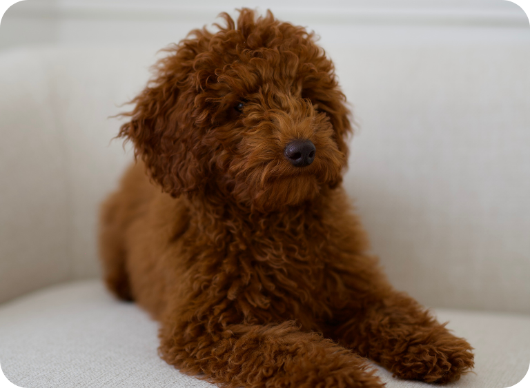 karma sucha i mokra karmy mokre dla ps 678.jpg