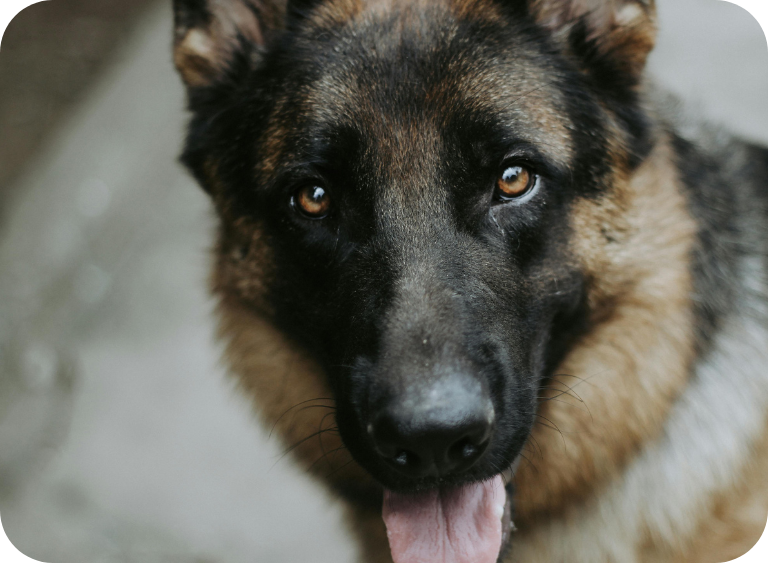 Karma dla owczarka niemieckiego – potrzeby dużej rasy