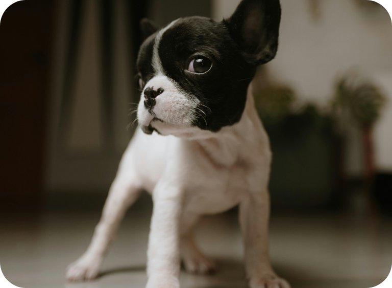 Karma dla buldoga francuskiego – na co zwrócić uwagę?