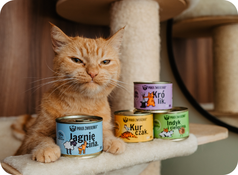 Najlepsza karma dla kota – ranking i wskazówki wyboru