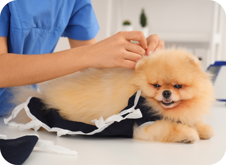 Karma dla psa po sterylizacji – jak kontrolować wagę?