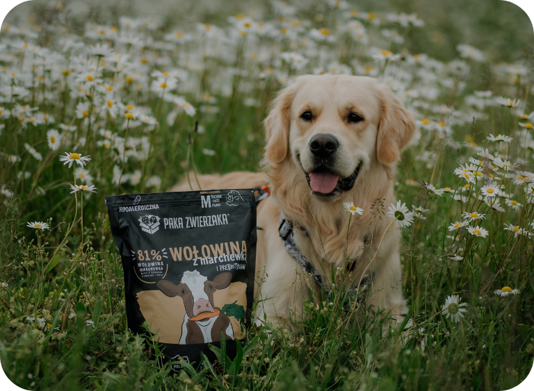 Sucha karma dla psa – jak czytać skład?