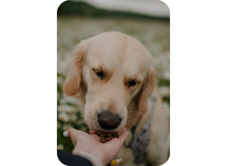 karma sucha i mokra sucha karma dla psa 2