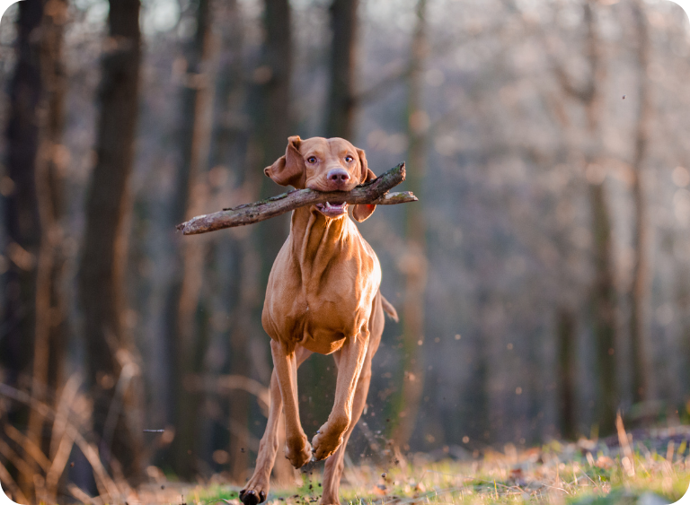 karma sucha i mokra hypoalergiczna karma mokra dla psow